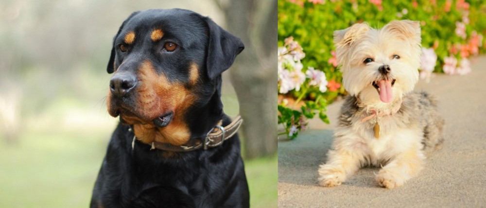 Morkie vs Rottweiler - Breed Comparison