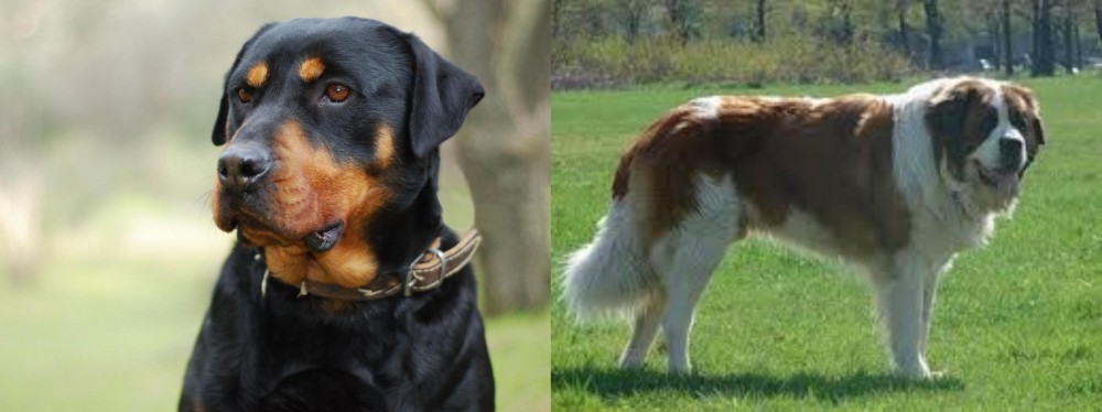Moscow Watchdog vs Rottweiler - Breed Comparison