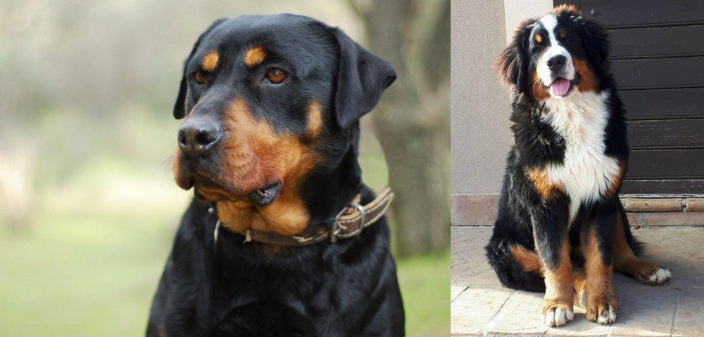 Mountain Burmese vs Rottweiler - Breed Comparison