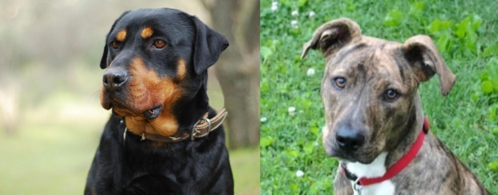Mountain Cur vs Rottweiler - Breed Comparison