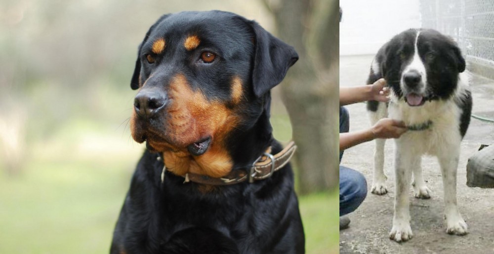 Mucuchies vs Rottweiler - Breed Comparison
