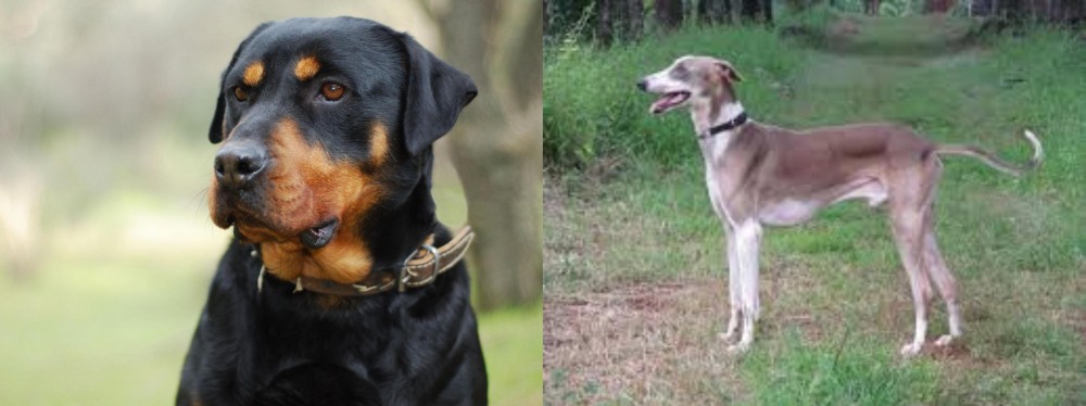 Mudhol Hound vs Rottweiler - Breed Comparison