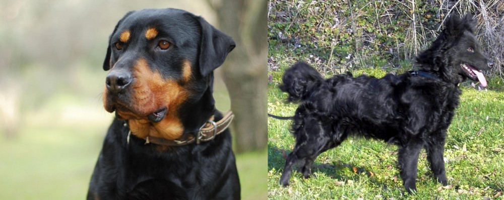 Mudi vs Rottweiler - Breed Comparison