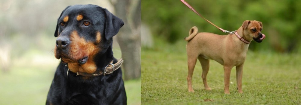 Muggin vs Rottweiler - Breed Comparison
