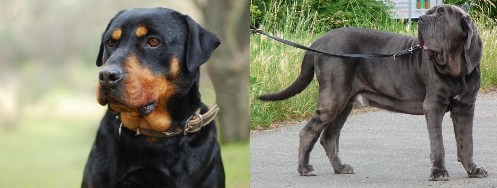 Neapolitan Mastiff vs Rottweiler - Breed Comparison