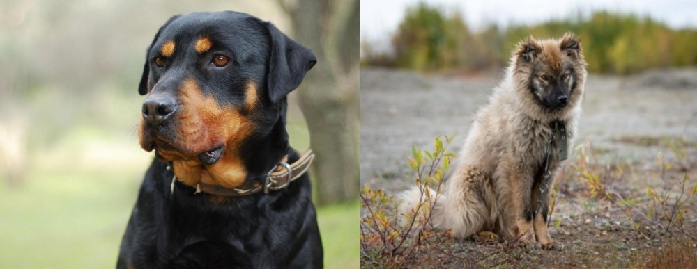 Nenets Herding Laika vs Rottweiler - Breed Comparison