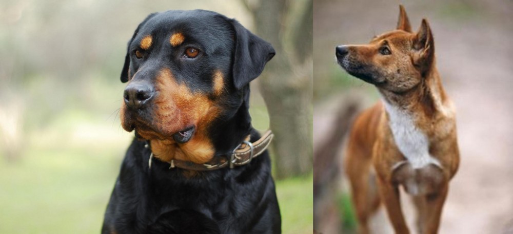 New Guinea Singing Dog vs Rottweiler - Breed Comparison