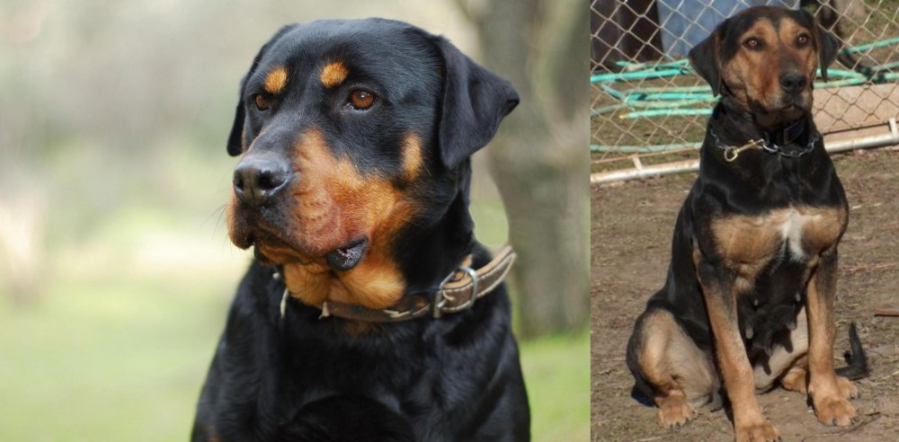 New Zealand Huntaway vs Rottweiler - Breed Comparison
