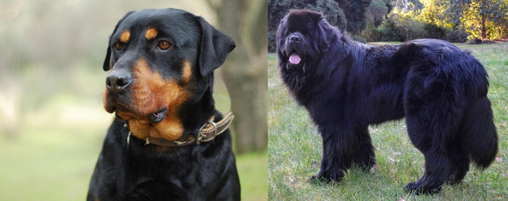 Newfoundland Dog vs Rottweiler - Breed Comparison
