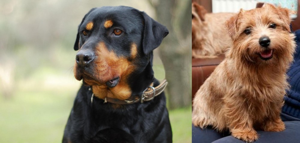 Norfolk Terrier vs Rottweiler - Breed Comparison