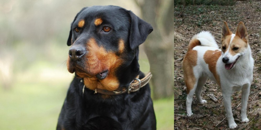 Norrbottenspets vs Rottweiler - Breed Comparison