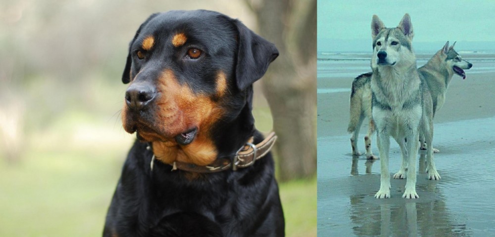 Northern Inuit Dog vs Rottweiler - Breed Comparison