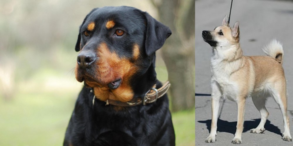Norwegian Buhund vs Rottweiler - Breed Comparison