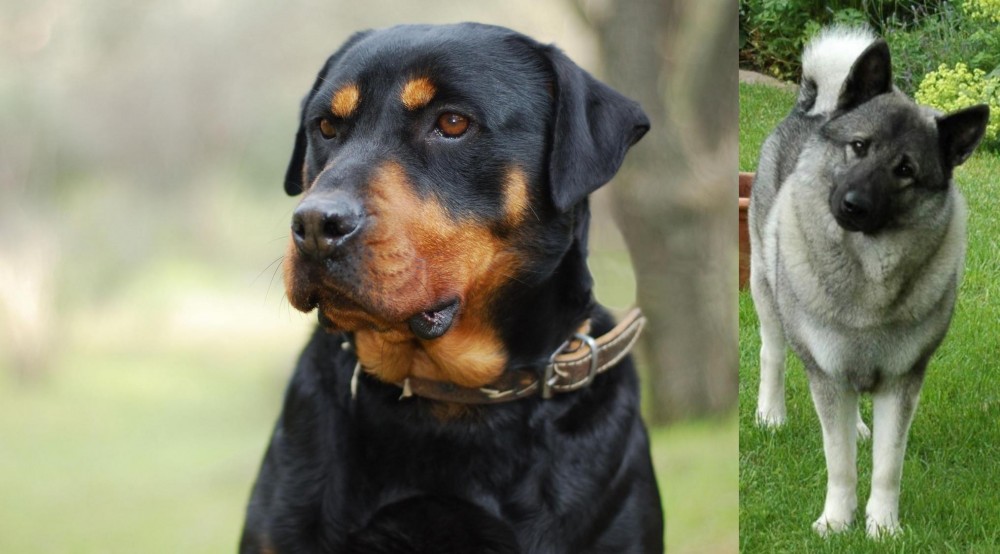 Norwegian Elkhound vs Rottweiler - Breed Comparison