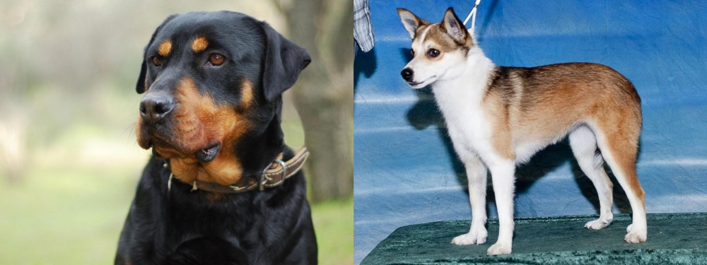 Norwegian Lundehund vs Rottweiler - Breed Comparison
