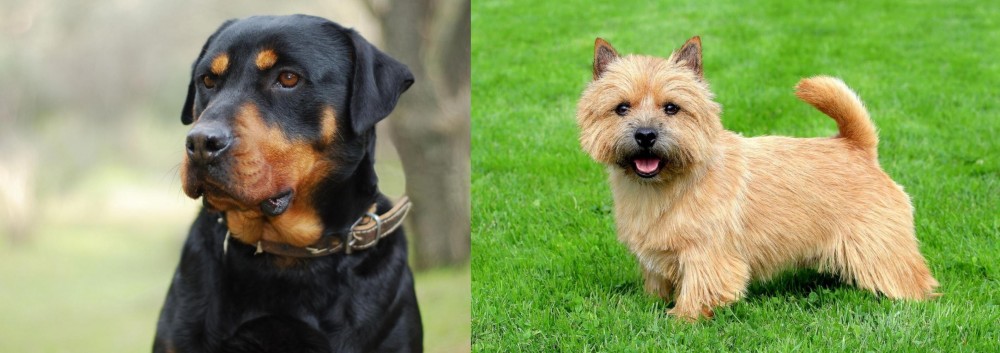 Norwich Terrier vs Rottweiler - Breed Comparison