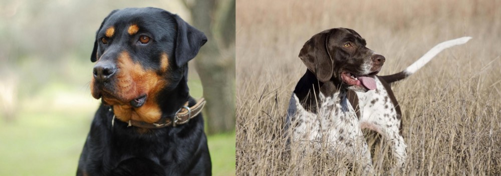 Old Danish Pointer vs Rottweiler - Breed Comparison
