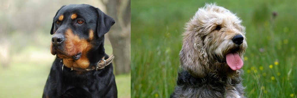 Otterhound vs Rottweiler - Breed Comparison