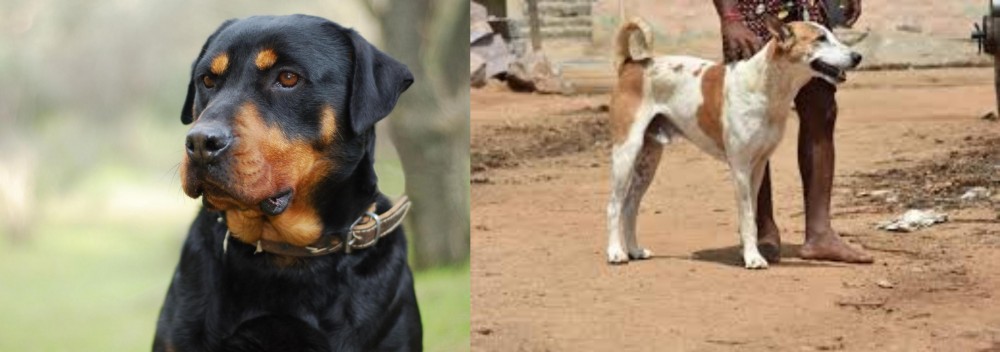 Pandikona vs Rottweiler - Breed Comparison