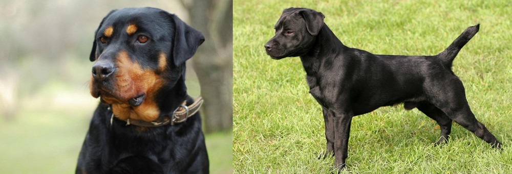 Patterdale Terrier vs Rottweiler - Breed Comparison