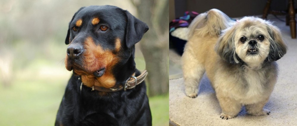 PekePoo vs Rottweiler - Breed Comparison