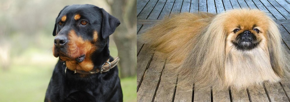 Pekingese vs Rottweiler - Breed Comparison