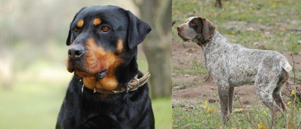 Perdiguero de Burgos vs Rottweiler - Breed Comparison