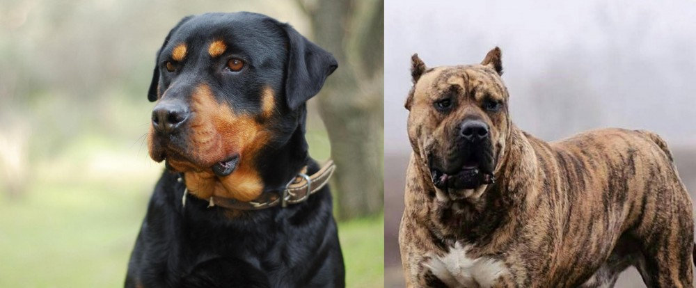 Perro de Presa Canario vs Rottweiler - Breed Comparison