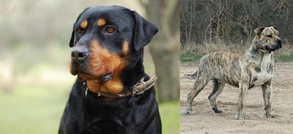 Perro de Presa Mallorquin vs Rottweiler - Breed Comparison