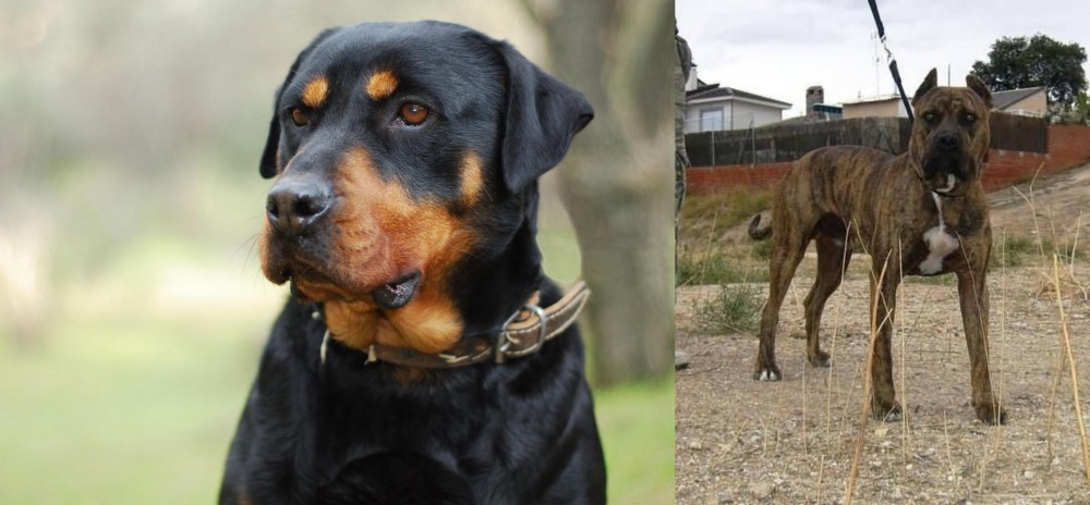 Perro de Toro vs Rottweiler - Breed Comparison