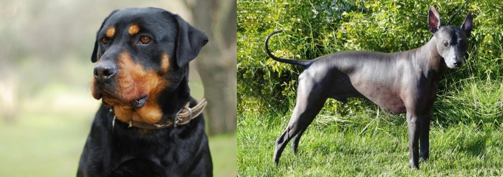 Peruvian Hairless vs Rottweiler - Breed Comparison