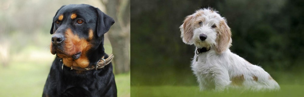 Petit Basset Griffon Vendeen vs Rottweiler - Breed Comparison