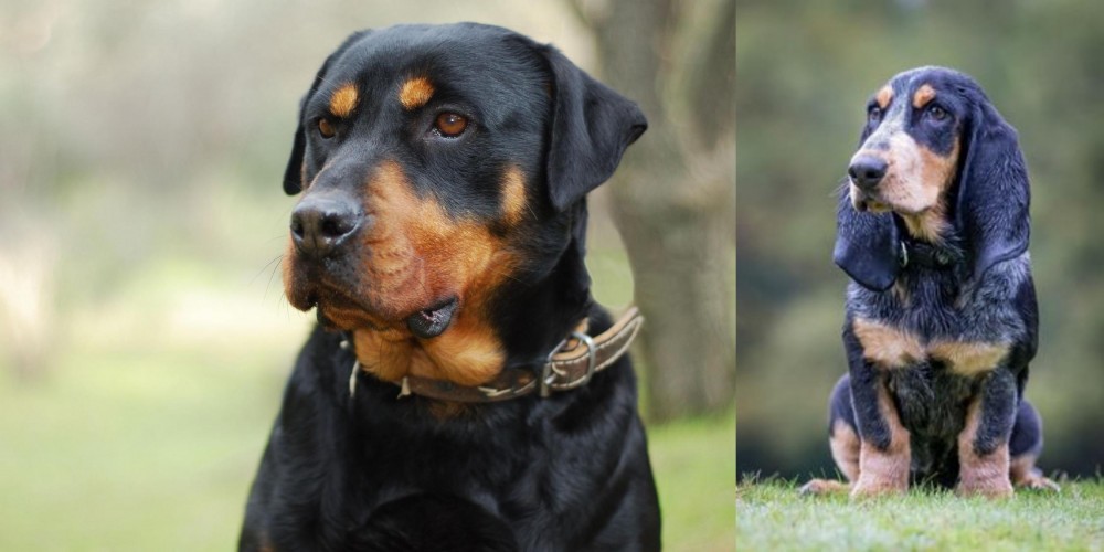 Petit Bleu de Gascogne vs Rottweiler - Breed Comparison