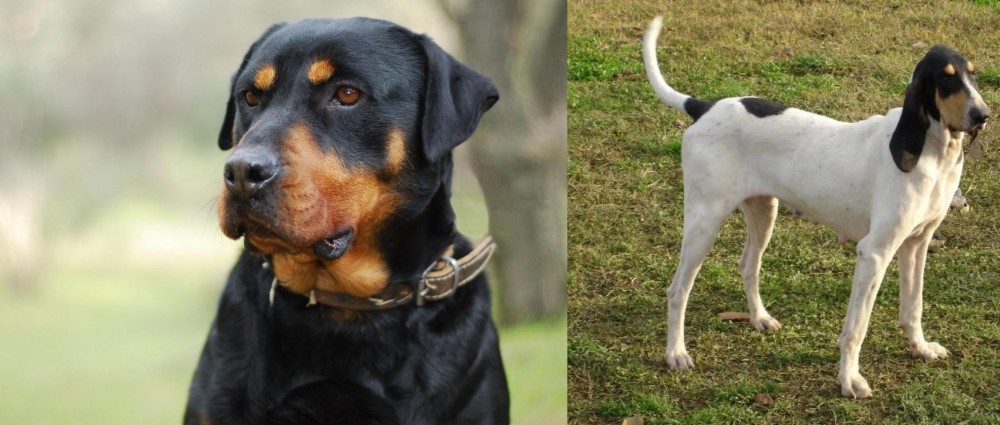 Petit Gascon Saintongeois vs Rottweiler - Breed Comparison
