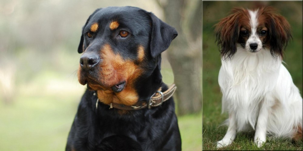 Phalene vs Rottweiler - Breed Comparison