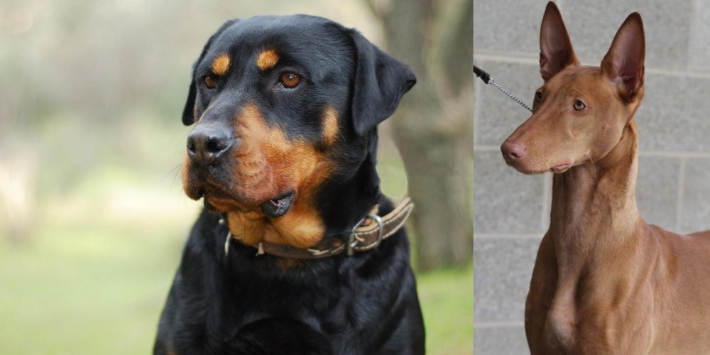 Pharaoh Hound vs Rottweiler - Breed Comparison