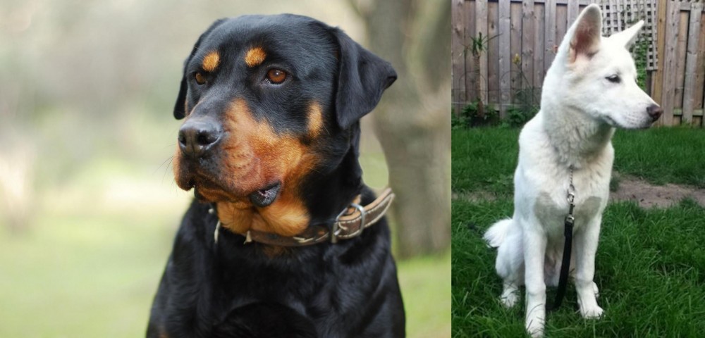 Phung San vs Rottweiler - Breed Comparison