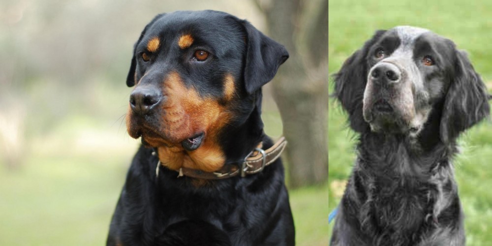 Picardy Spaniel vs Rottweiler - Breed Comparison