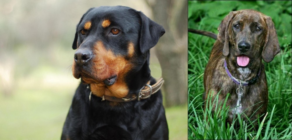 Plott Hound vs Rottweiler - Breed Comparison