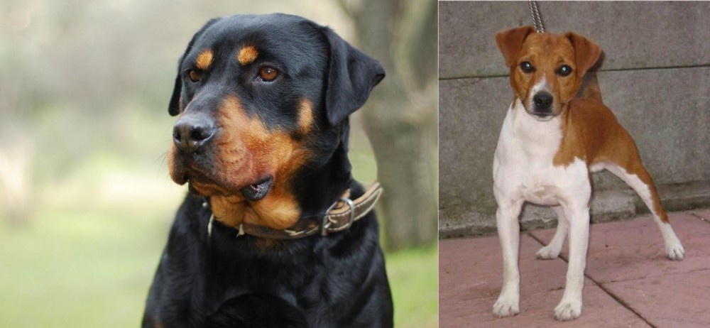 Plummer Terrier vs Rottweiler - Breed Comparison