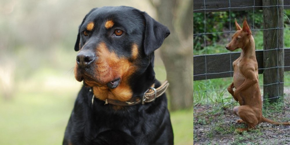Podenco Andaluz vs Rottweiler - Breed Comparison