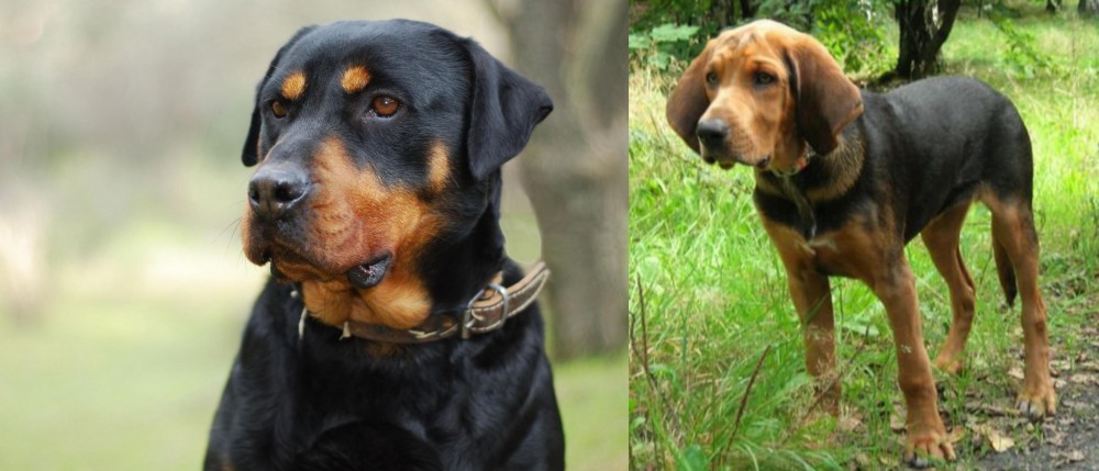 Polish Hound vs Rottweiler - Breed Comparison