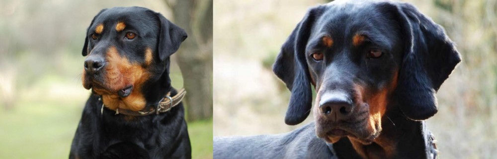 Polish Hunting Dog vs Rottweiler - Breed Comparison
