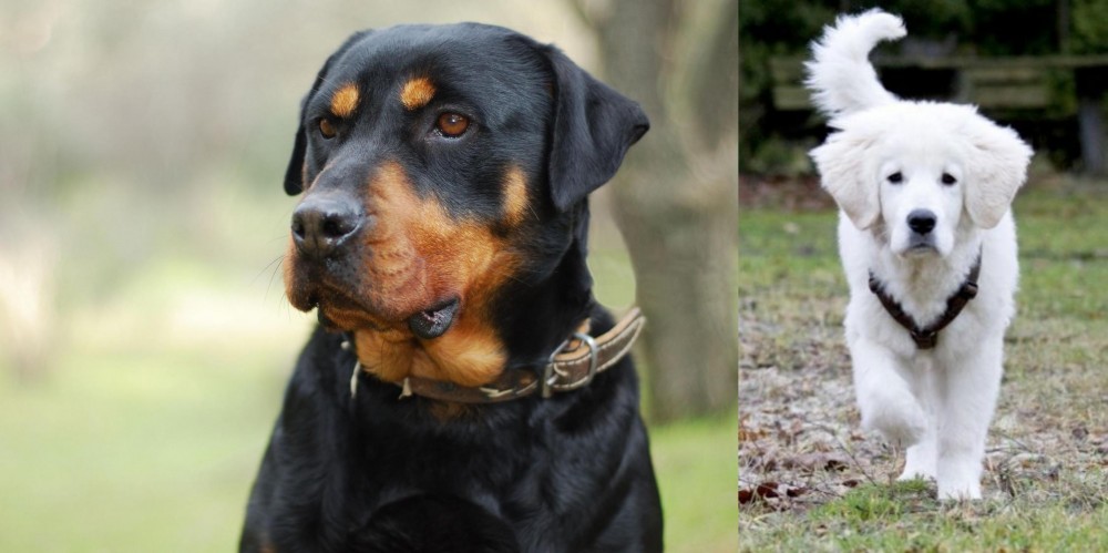 Polish Tatra Sheepdog vs Rottweiler - Breed Comparison