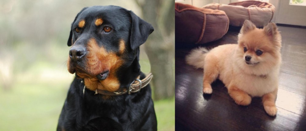 Pomeranian vs Rottweiler - Breed Comparison