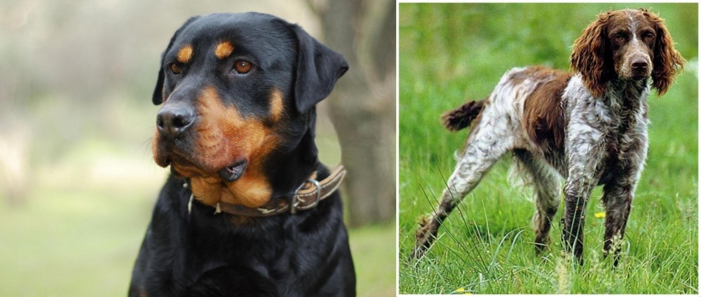 Pont-Audemer Spaniel vs Rottweiler - Breed Comparison