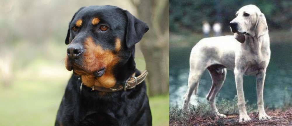 Porcelaine vs Rottweiler - Breed Comparison
