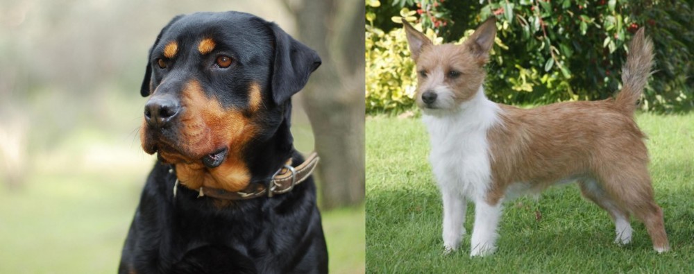 Portuguese Podengo vs Rottweiler - Breed Comparison