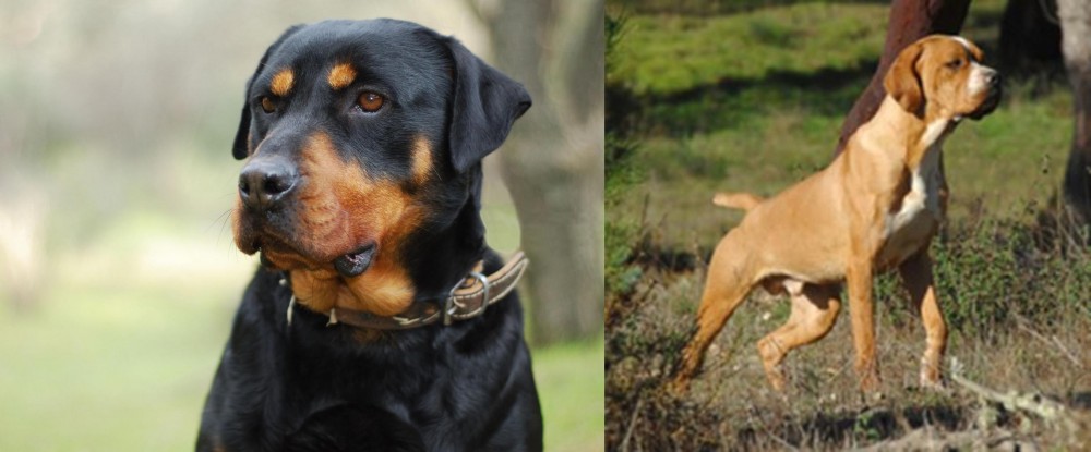 Portuguese Pointer vs Rottweiler - Breed Comparison
