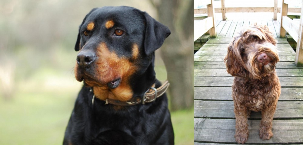 Portuguese Water Dog vs Rottweiler - Breed Comparison